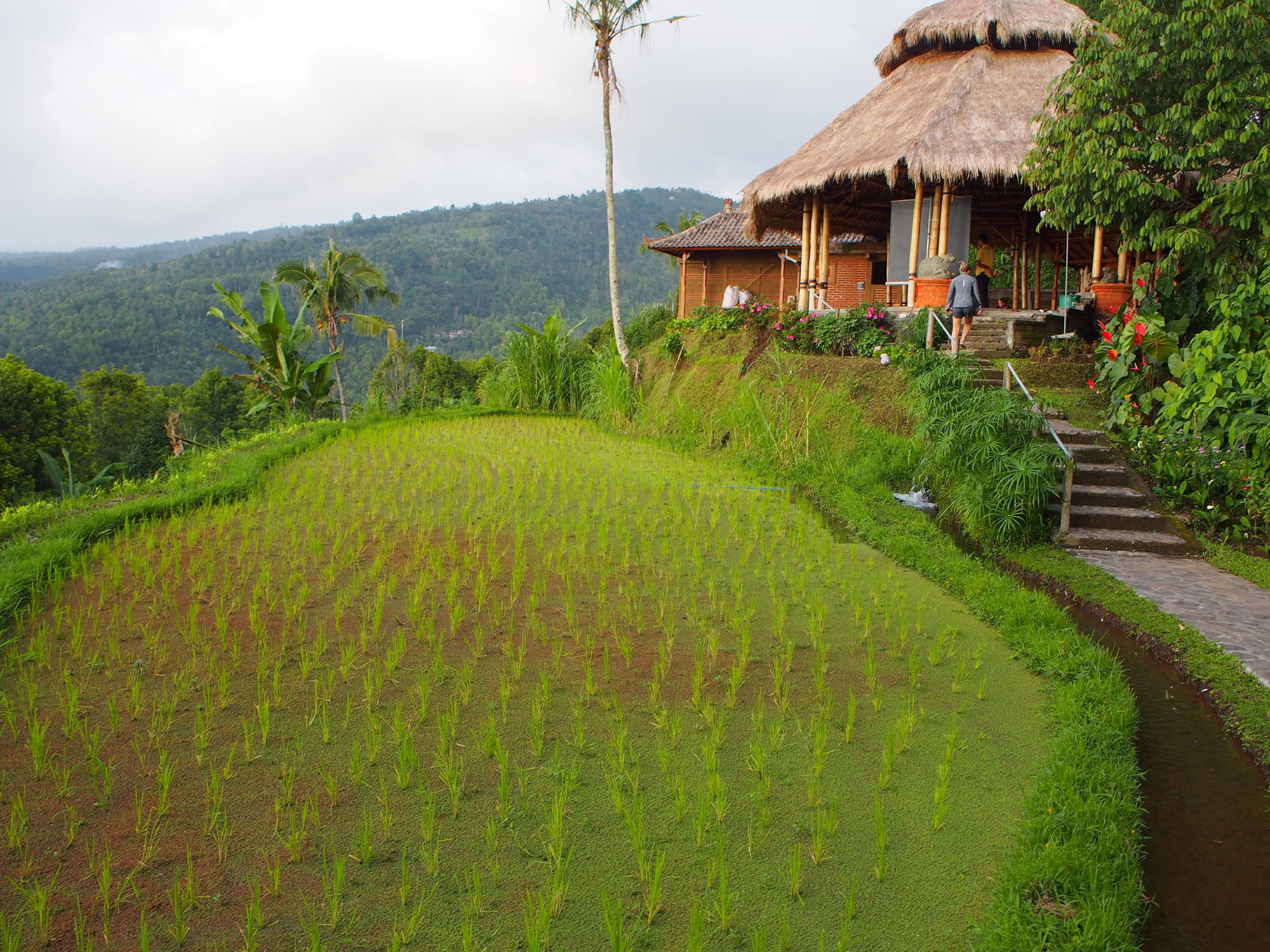 Puri Lumbung Cottages Gobleg  Luaran gambar