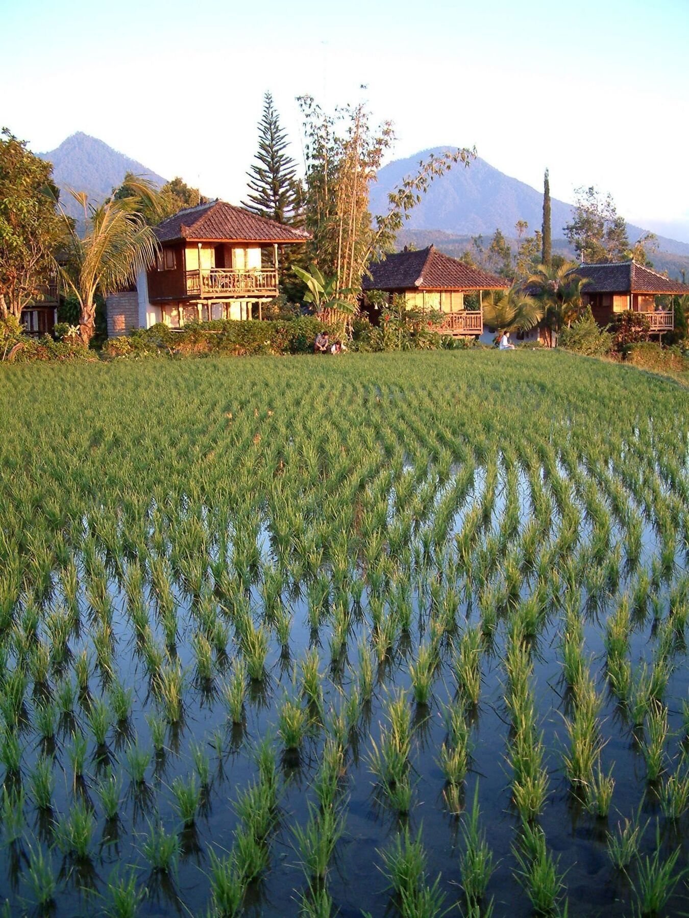 Puri Lumbung Cottages Gobleg  Luaran gambar